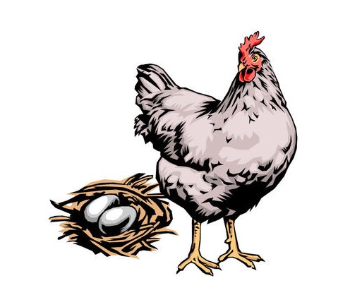 关于母鸡的故事(母鸡下蛋原来是在还前世的债) 大公鸡的故事