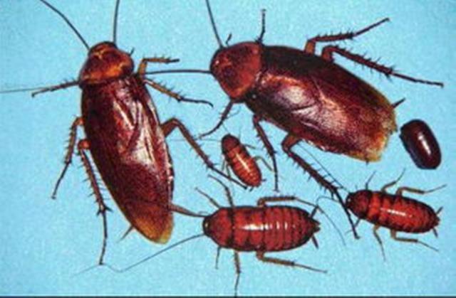 怎么消灭蟑螂最有效 床上放什么可以驱蟑螂