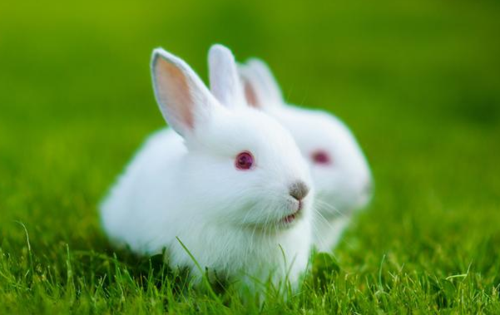 1951年的纳音五行属什么 1951年属兔的是什么命(属兔人在2022年的全年运势)