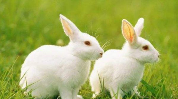 1951年的纳音五行属什么 1951年属兔的是什么命(属兔人在2022年的全年运势)