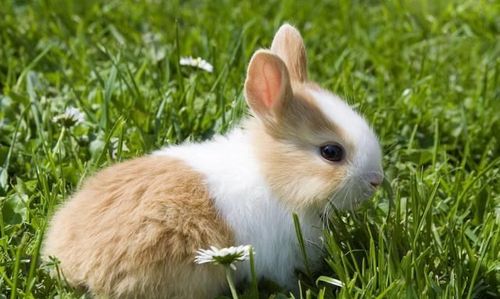 2011年的纳音五行属什么 2011年属兔的是什么命(属兔人在2022年的全年运势)