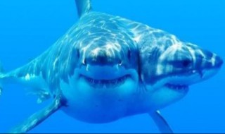 十大怪异鲨鱼 揭秘全球10大最可怕的鲨鱼