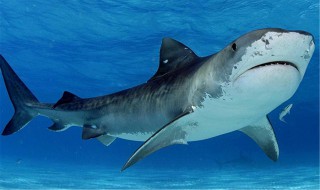 十大凶猛鲨鱼排名 世界十大凶猛鲨鱼排名