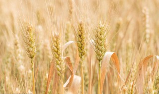 冬小麦和春小麦的区别 关于冬小麦和春小麦的区别