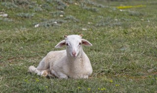 养羊的正确方法 圈养羊的正确喂养方法有哪些？